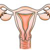 早産の原因にもなる子宮頸管無力症とその予防方法とは？のタイトル画像