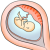 前置胎盤：警告出血を見逃さない！のタイトル画像