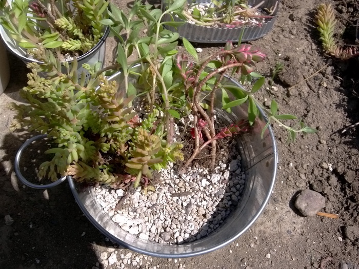 子どもと一緒に♪多肉植物の寄せ植えの方法！の画像3