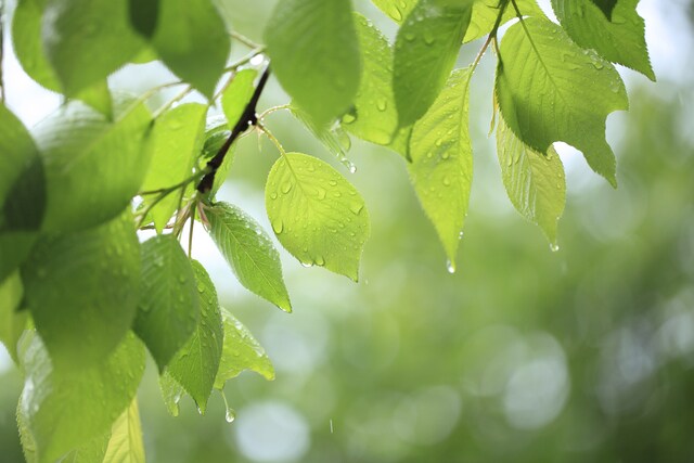 完全防水のレインブーツで、雨にも負けないママに!の画像1