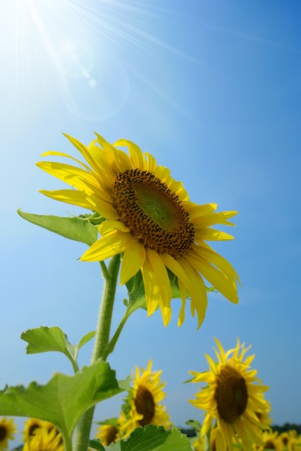 夏休みグッズは賢く１００均で調達！おもちゃ、年齢別知育教材、花火までダイソーなら何でも揃う！の画像1