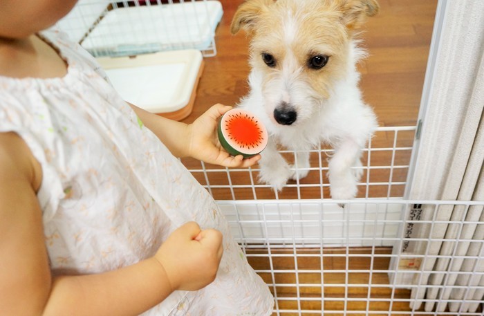 【ペットがいる家族必見！】犬と赤ちゃんの初対面は？気になる「犬が赤ちゃんに与える影響」とはのタイトル画像