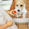 【ペットがいる家族必見！】犬と赤ちゃんの初対面は？気になる「犬が赤ちゃんに与える影響」とはのタイトル画像