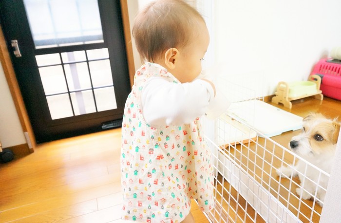 ペットがいる家族必見 犬と赤ちゃんの初対面は 気になる 犬が赤ちゃんに与える影響 とは Conobie コノビー