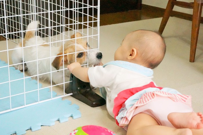 ペットがいる家族必見 犬と赤ちゃんの初対面は 気になる 犬が赤ちゃんに与える影響 とは Conobie コノビー