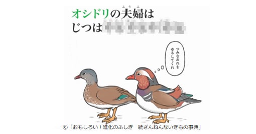 夫婦円満は動物たちも難しい？「オシドリ夫婦」の意外な真実とは…？のタイトル画像