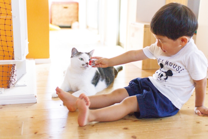 猫のいる育児。隣同士のひなたぼっこ姿が…ああ、優しい。の画像7