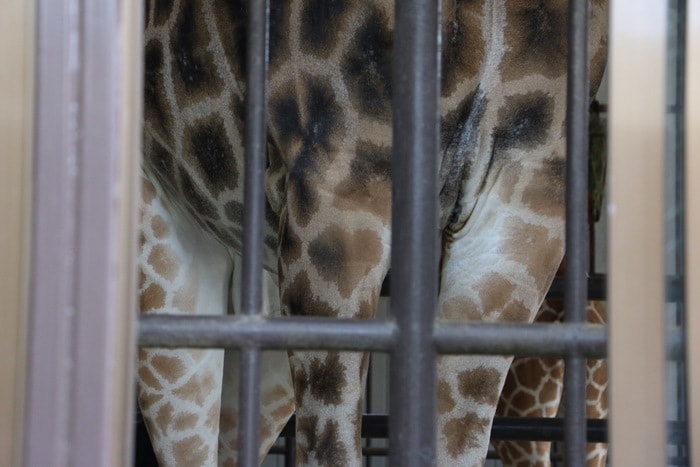 世界遺産と動物園をセットで満喫！子ども連れで姫路城と姫路市立動物園めぐりの画像17