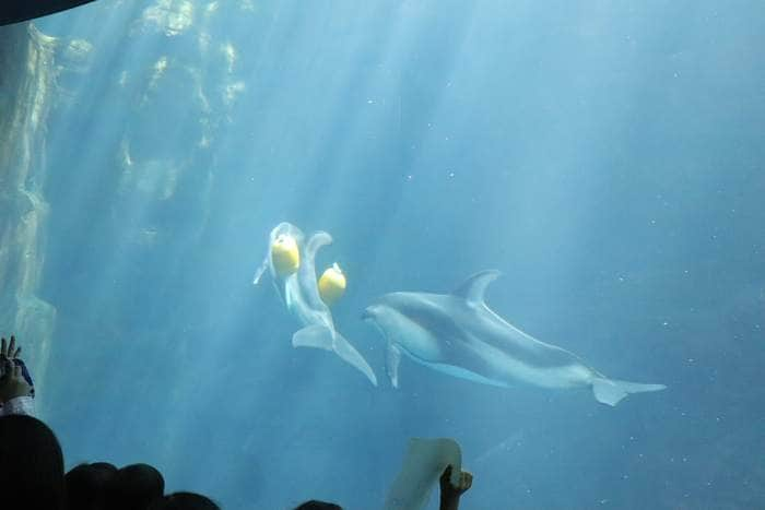 世界最大級の水族館！関西の人気おでかけスポット「海遊館」の画像4