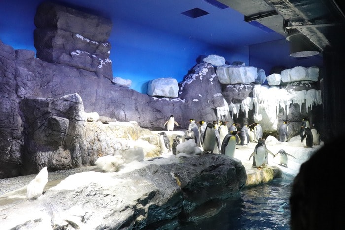 世界最大級の水族館！関西の人気おでかけスポット「海遊館」の画像3