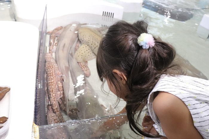 世界最大級の水族館！関西の人気おでかけスポット「海遊館」の画像7