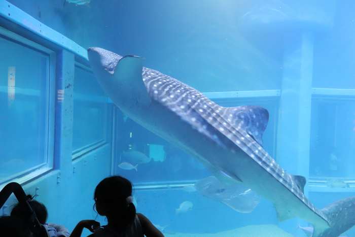 世界最大級の水族館！関西の人気おでかけスポット「海遊館」の画像13