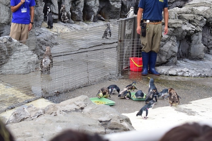 水族館デビューにおすすめ！手頃な入館料もうれしい「葛西臨海水族園」の画像9