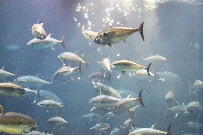 水族館デビューにおすすめ！手頃な入館料もうれしい「葛西臨海水族園」の画像7