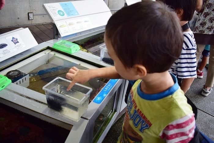 水族館デビューにおすすめ！手頃な入館料もうれしい「葛西臨海水族園」の画像10