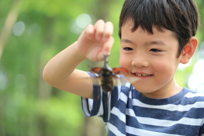 我が家にカブトムシがやってきた。面倒だと思っていたけれど、実際は…。のタイトル画像