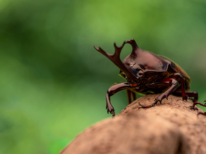 我が家にカブトムシがやってきた 面倒だと思っていたけれど 実際は Conobie コノビー