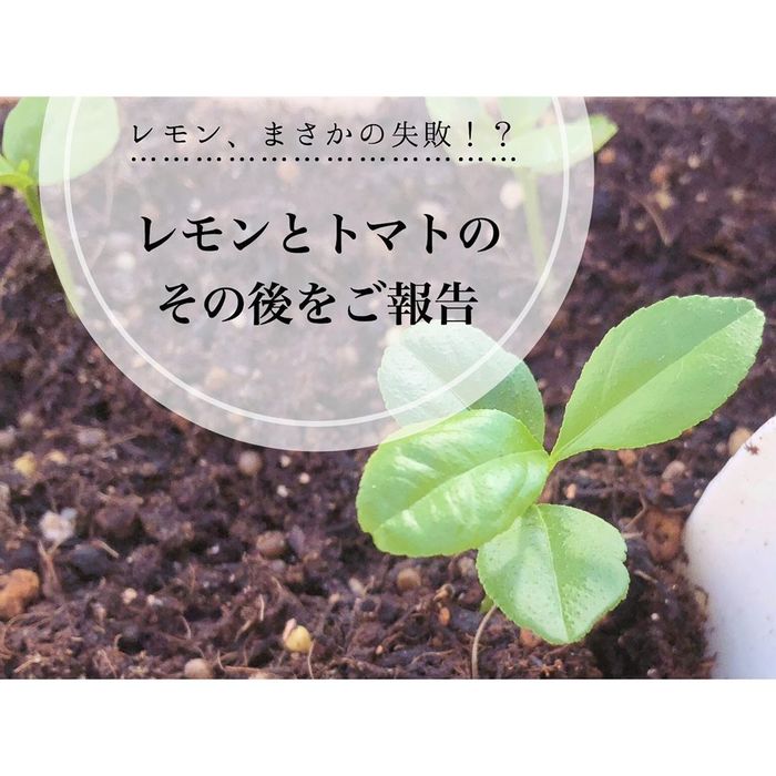 トマトの種、とって植えたらどうなる！？おうち時間に楽しむ家庭菜園の画像20