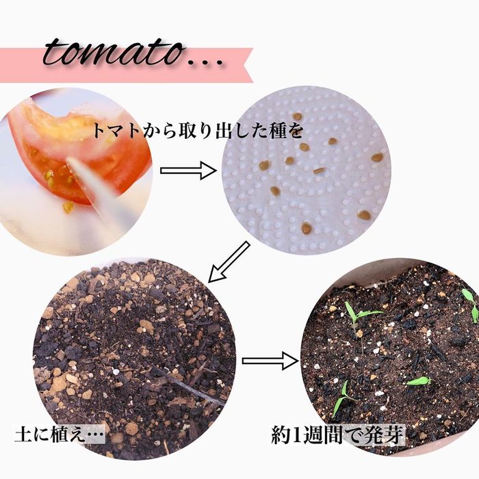 トマトの種、とって植えたらどうなる！？おうち時間に楽しむ家庭菜園の画像24