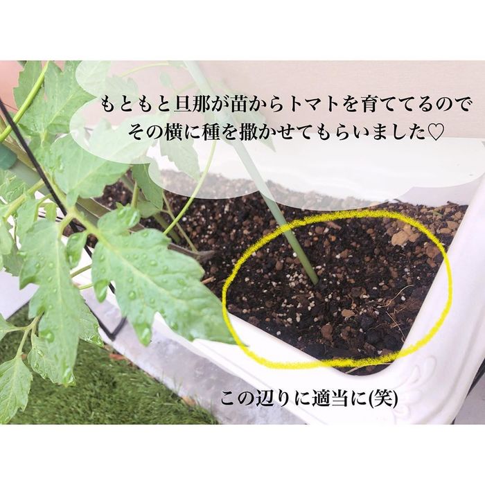 トマトの種、とって植えたらどうなる！？おうち時間に楽しむ家庭菜園の画像18