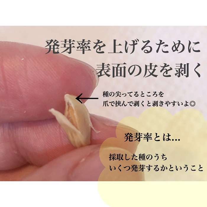 トマトの種、とって植えたらどうなる！？おうち時間に楽しむ家庭菜園の画像4