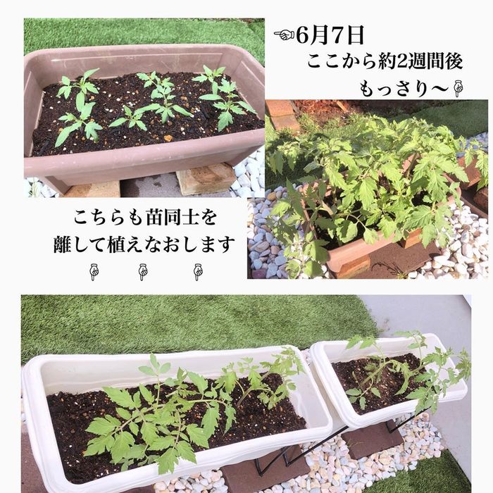 トマトの種、とって植えたらどうなる！？おうち時間に楽しむ家庭菜園の画像25