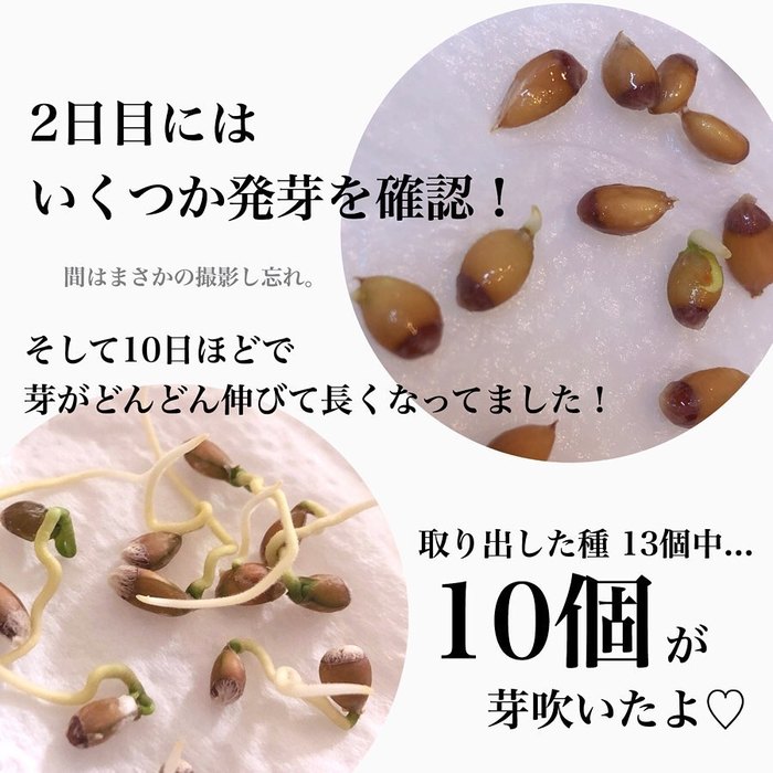 トマトの種、とって植えたらどうなる！？おうち時間に楽しむ家庭菜園の画像7