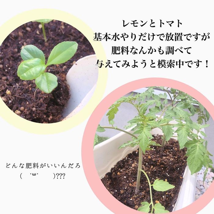 トマトの種、とって植えたらどうなる！？おうち時間に楽しむ家庭菜園の画像27