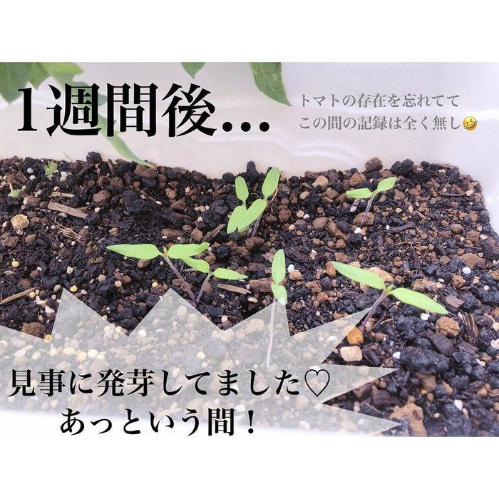 トマトの種、とって植えたらどうなる！？おうち時間に楽しむ家庭菜園の画像19