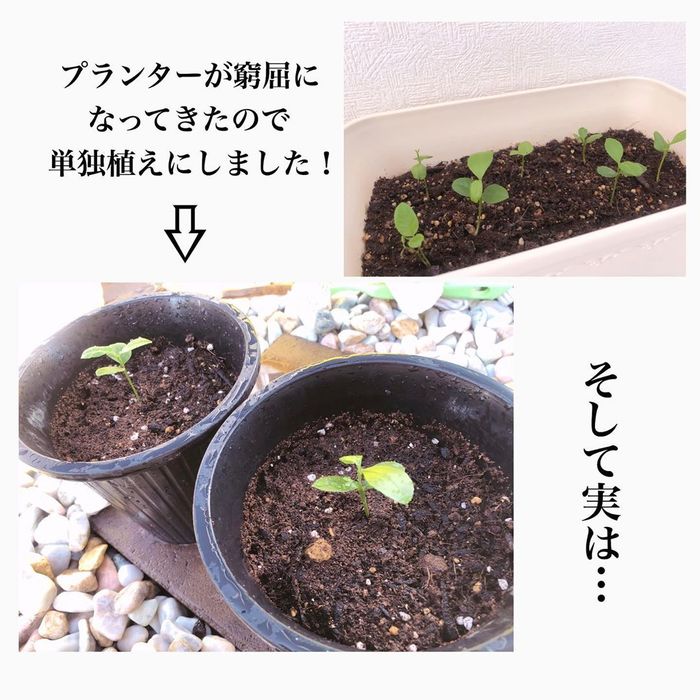 トマトの種、とって植えたらどうなる！？おうち時間に楽しむ家庭菜園の画像22
