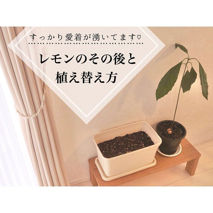 トマトの種、とって植えたらどうなる！？おうち時間に楽しむ家庭菜園の画像6