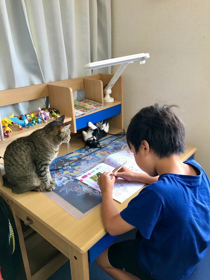 珍しく自分の部屋で勉強すると言った息子。その理由がニャンとも可愛い 