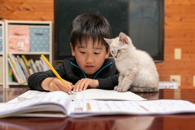 珍しく自分の部屋で勉強すると言った息子。その理由がニャンとも可愛いのタイトル画像