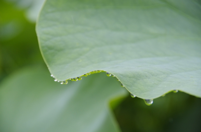 これがあれば庭の水まきもバッチリ！？蓮の葉の意外な使用法のタイトル画像