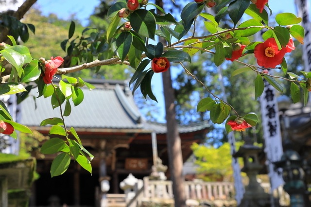 静かな算盤教室で、一瞬流れた２人だけの時間。椿の花を見るたび思い出す、あの男の子の画像1