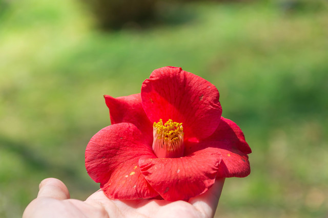 静かな算盤教室で、一瞬流れた２人だけの時間。椿の花を見るたび思い出す、あの男の子の画像3