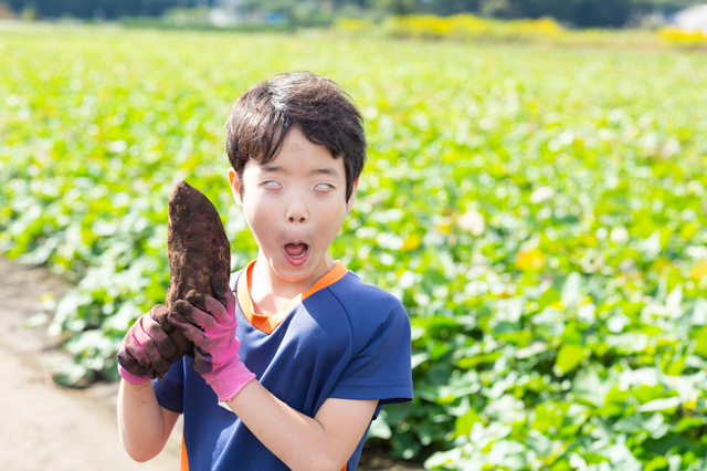 芋掘りに本気な４歳児。その理由があまりにも尊すぎた…（涙）のタイトル画像