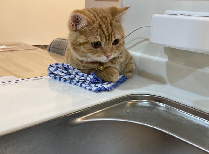 洗い物が苦じゃないのは君が見守ってくれているから。見守り猫が尊いの画像3