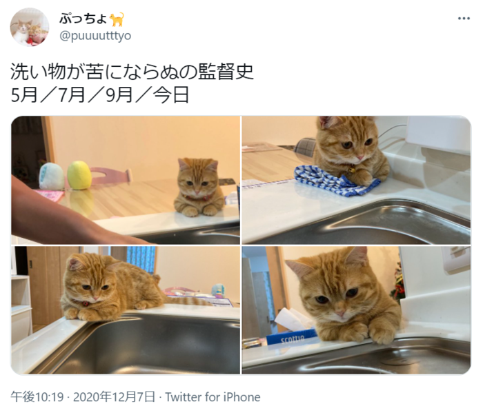 洗い物が苦じゃないのは君が見守ってくれているから。見守り猫が尊いの画像1