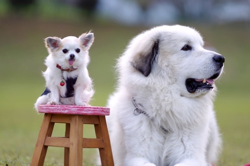 シロクマ いいえ 生後半年の子犬です もっふもふの大型犬が超可愛い Conobie コノビー