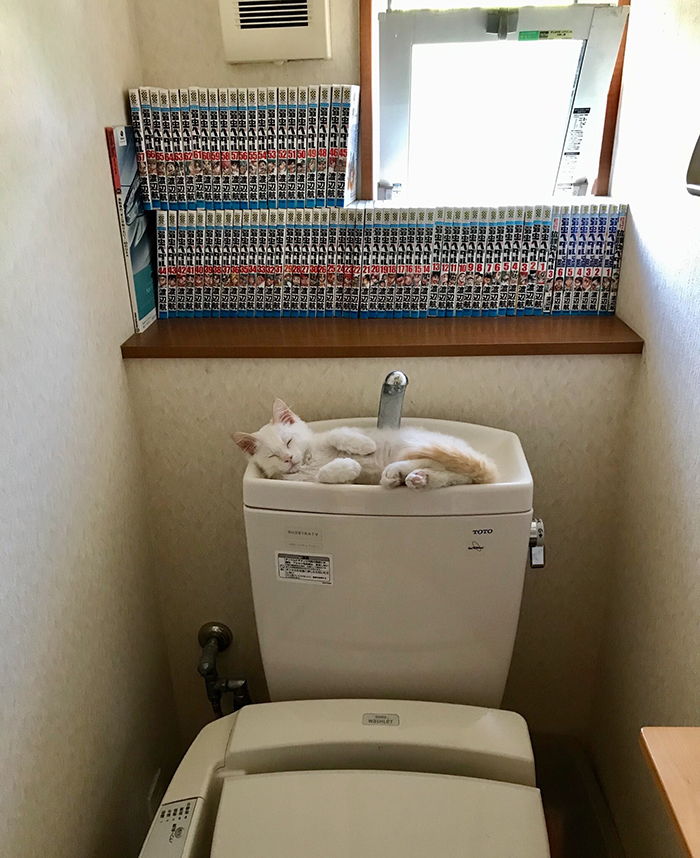 猫が気持ち良さそうにスヤスヤ。だけど、どいてもらわないと困るんですの画像1