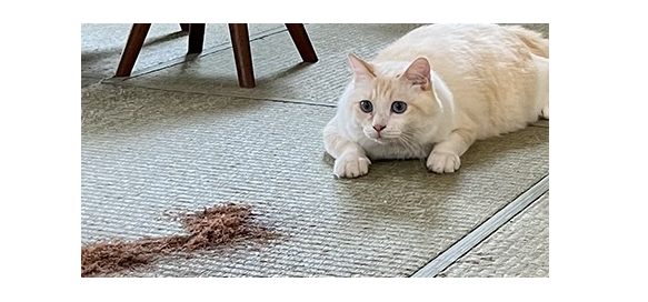 待って！！それかつお節じゃないからぁ！！猫が大興奮、その正体は？のタイトル画像