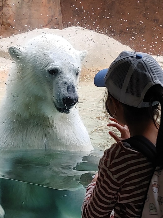 目は口ほどに…！メッセージ性が高いシロクマの視線＜第1回フォトコンテストNO.１4＞の画像1