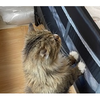 「ようこそわが家へ」猫ちゃんが小さな新入りさんに挨拶＜第1回フォトコンテストNO.２９＞のタイトル画像