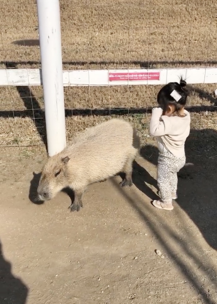 カピバラに「友達だよ」って伝えたい１歳、アピール法が可愛すぎ！＜第1回フォトコンテストNO.１０３＞の画像1