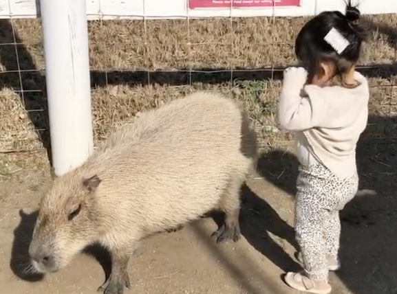 カピバラに「友達だよ」って伝えたい１歳、アピール法が可愛すぎ！＜第1回フォトコンテストNO.１０３＞のタイトル画像