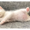 捨て猫マオちゃんの成長記録。成長して先輩猫と並んで寝る姿に胸打たれるのタイトル画像