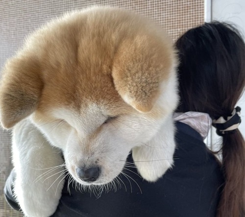 でかっ 生後４ヶ月の秋田犬があまりにも大きすぎた 笑 Conobie コノビー