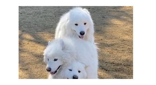 でっかくて白くてフワフワ！！サモエド犬のトーテムポールがこちらです♡のタイトル画像