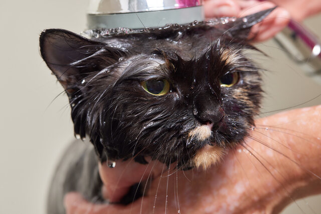 お風呂に猛抗議！！からのおやつにデレデレのギャップが凄すぎる猫ちゃんの画像1